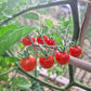 Matt´s Wild Cherry DER TOMATENFLÜSTERER