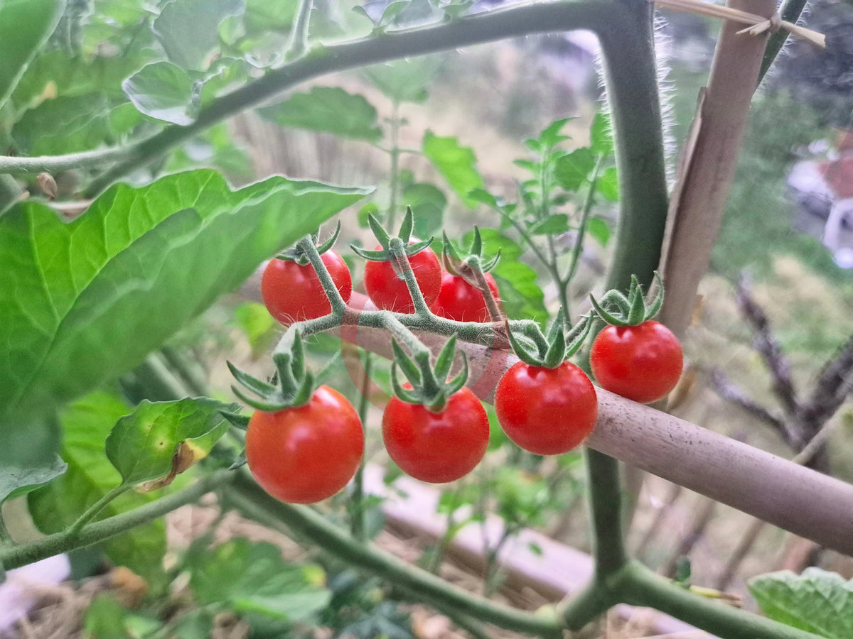 Matt´s Wild Cherry DER TOMATENFLÜSTERER