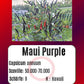 Maui Purple DER TOMATENFLÜSTERER