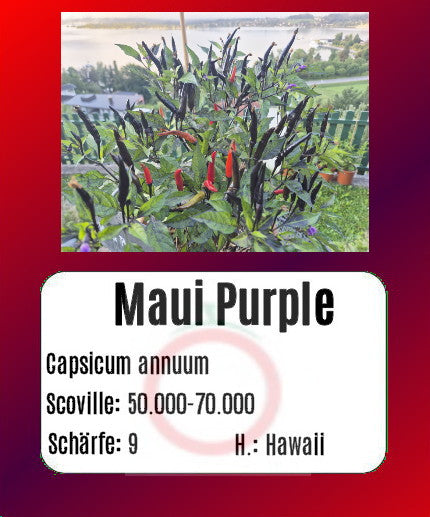 Maui Purple DER TOMATENFLÜSTERER