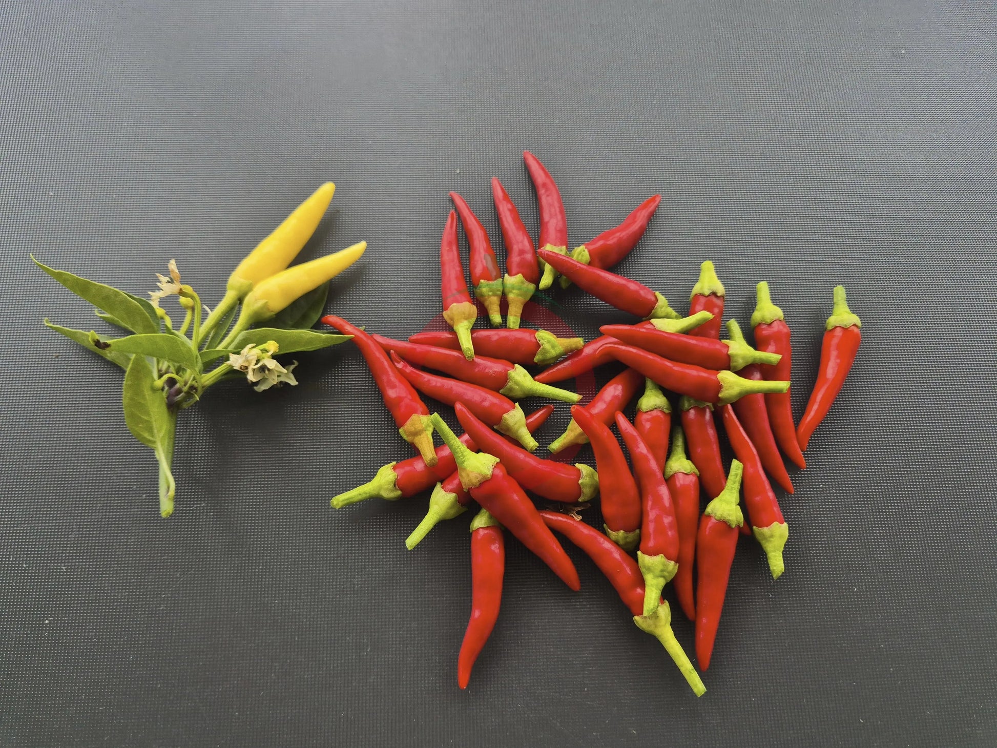 Medusa Pepper DER TOMATENFLÜSTERER