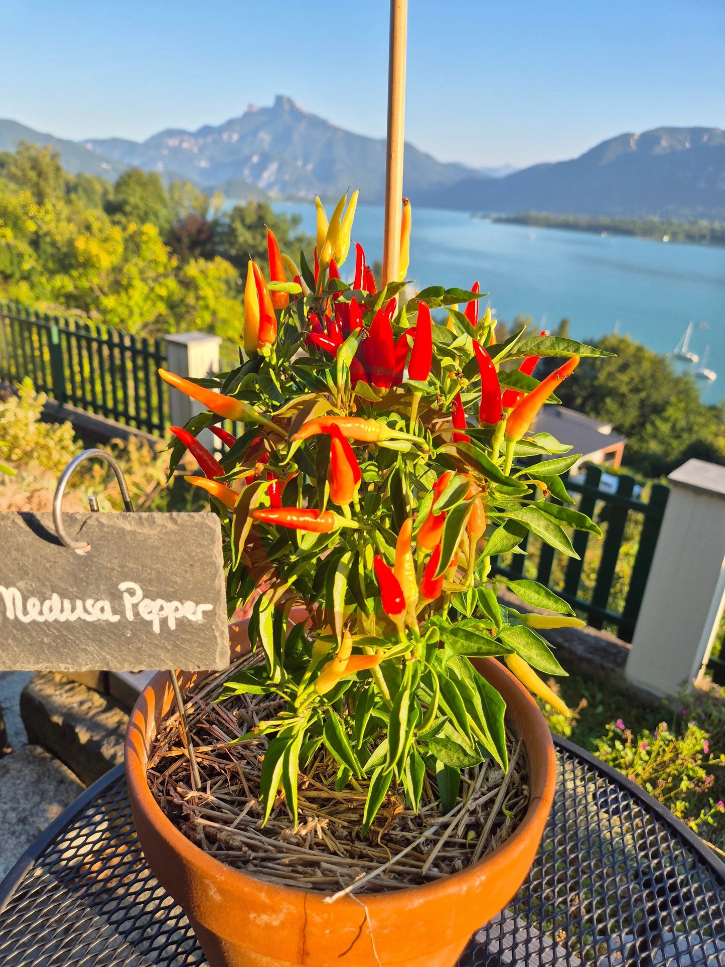 Medusa Pepper DER TOMATENFLÜSTERER