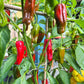 Melrose Pepper DER TOMATENFLÜSTERER