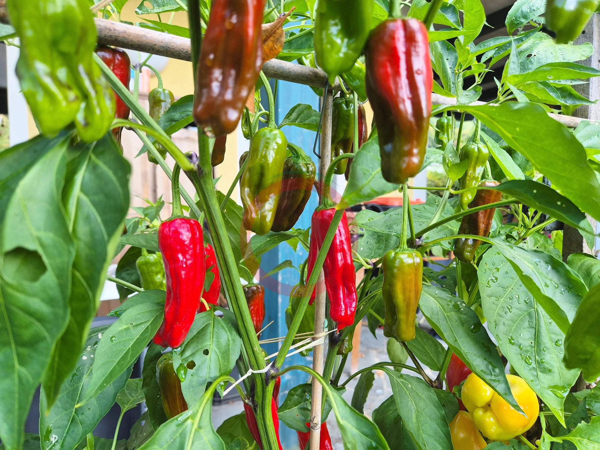 Melrose Pepper DER TOMATENFLÜSTERER