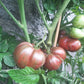 Metallica DER TOMATENFLÜSTERER
