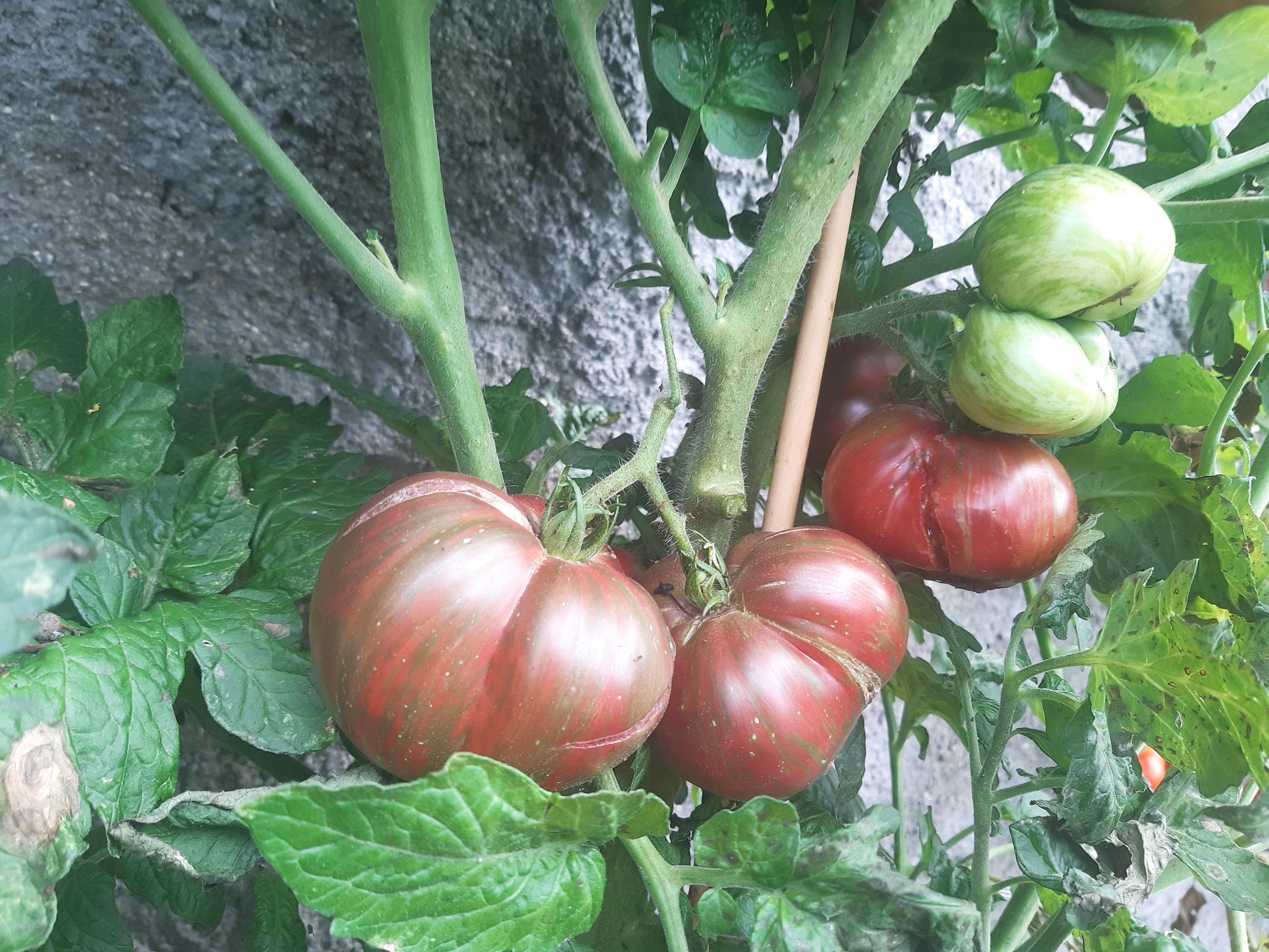 Metallica DER TOMATENFLÜSTERER