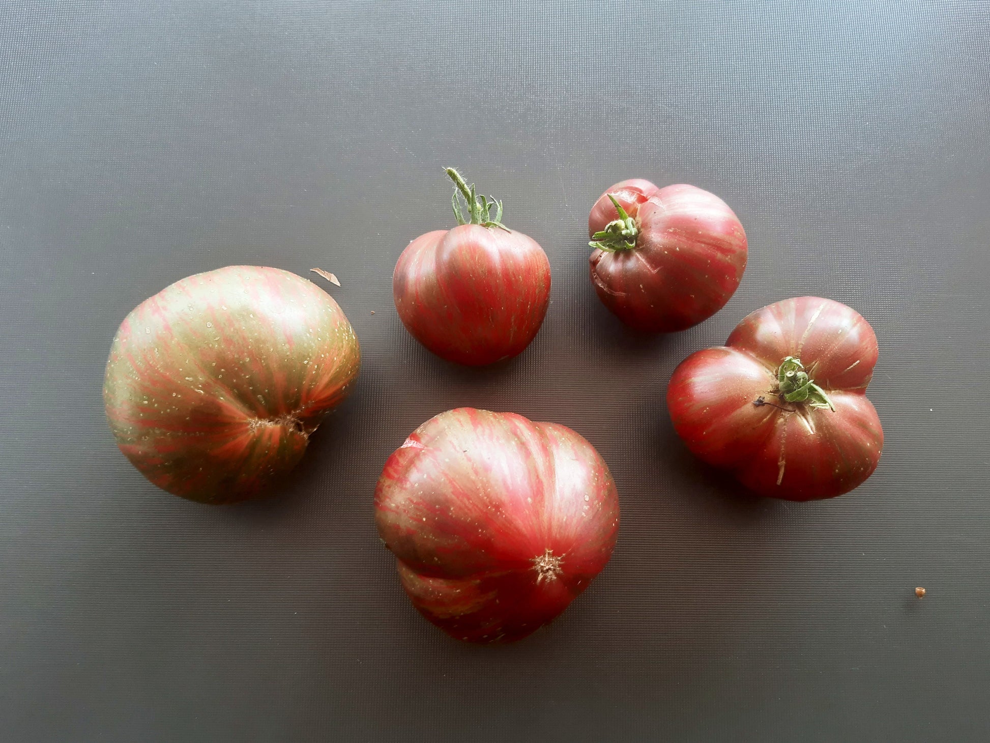 Metallica DER TOMATENFLÜSTERER