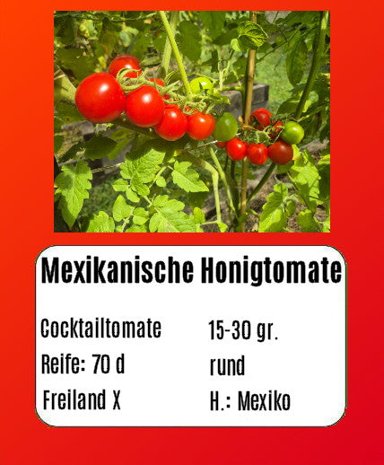 Mexikanische Honigtomate DER TOMATENFLÜSTERER