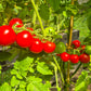 Mexikanische Honigtomate DER TOMATENFLÜSTERER