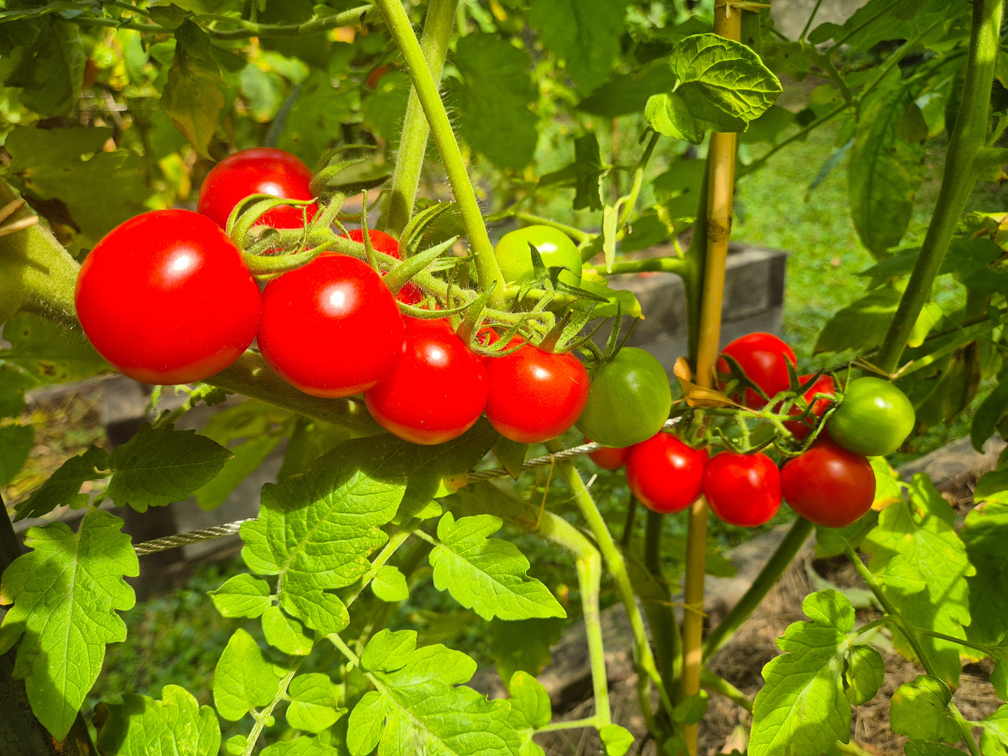 Mexikanische Honigtomate DER TOMATENFLÜSTERER