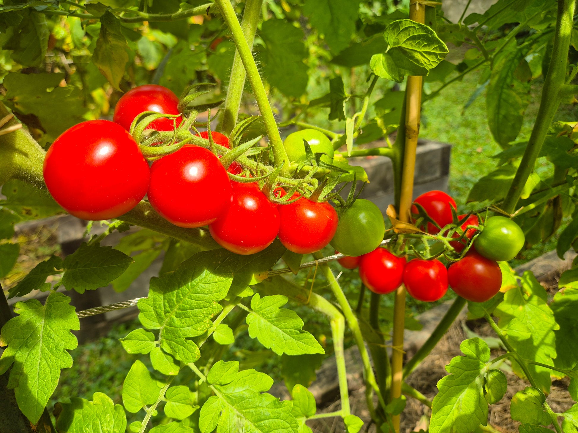 Mexikanische Honigtomate DER TOMATENFLÜSTERER