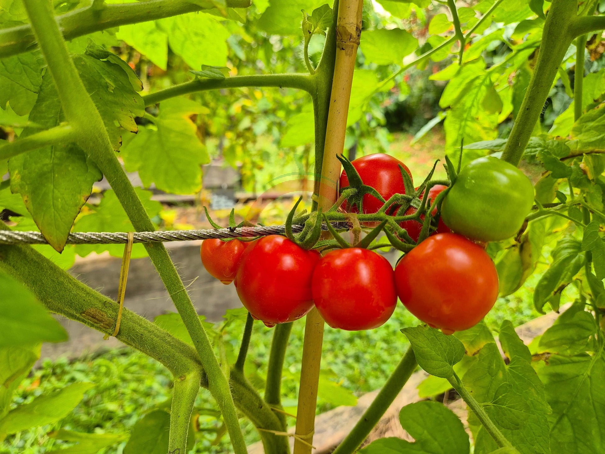 Mexikanische Honigtomate DER TOMATENFLÜSTERER