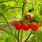 Mexikanische Honigtomate
