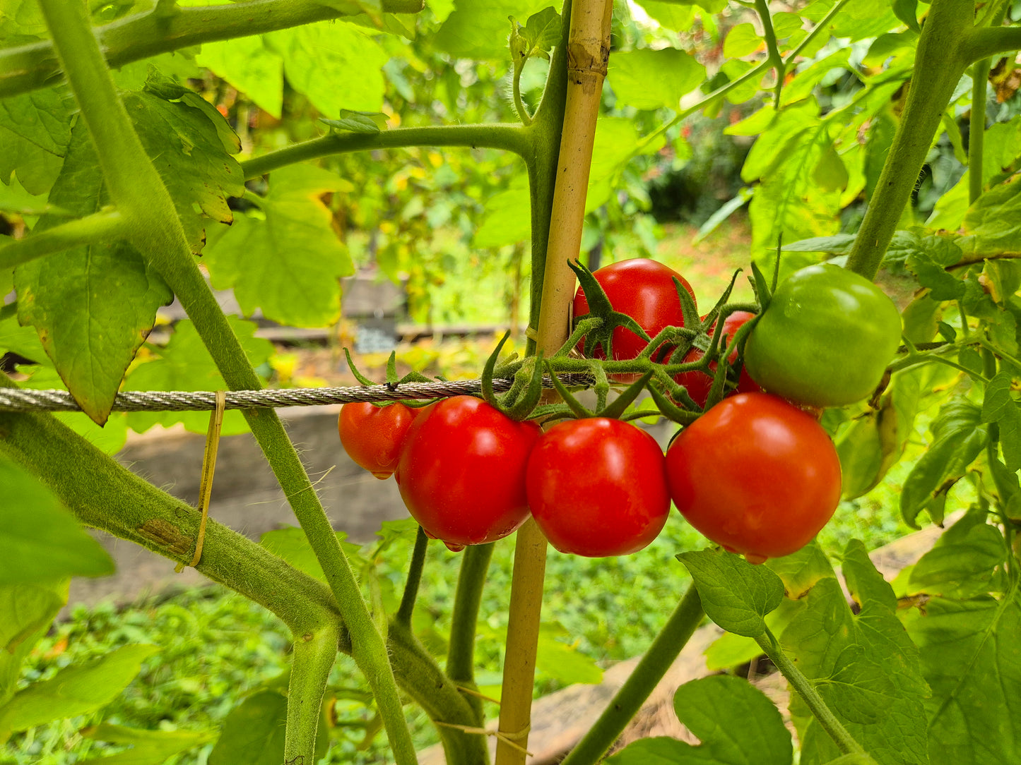 Mexikanische Honigtomate