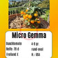 Micro Gemma DER TOMATENFLÜSTERER