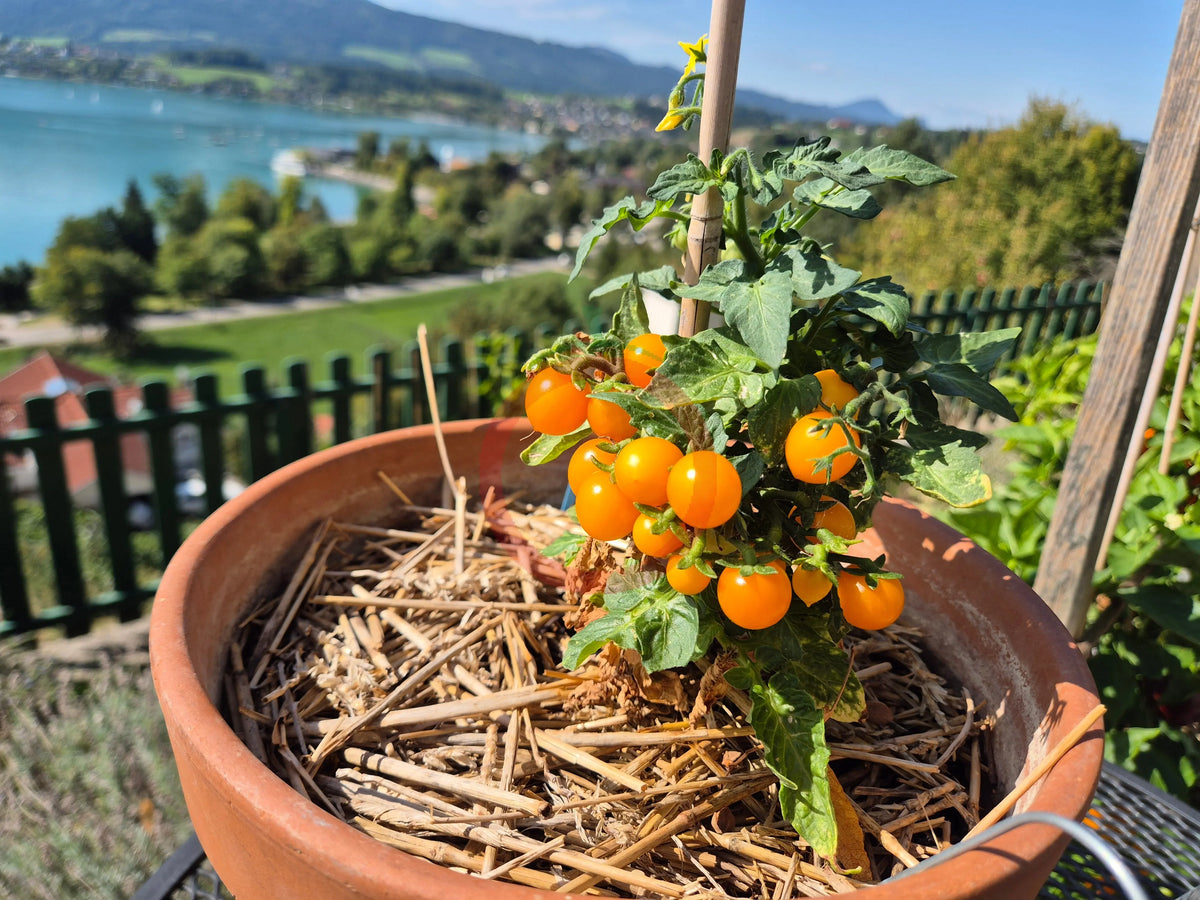 Micro Gemma DER TOMATENFLÜSTERER