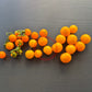 Micro Gemma DER TOMATENFLÜSTERER