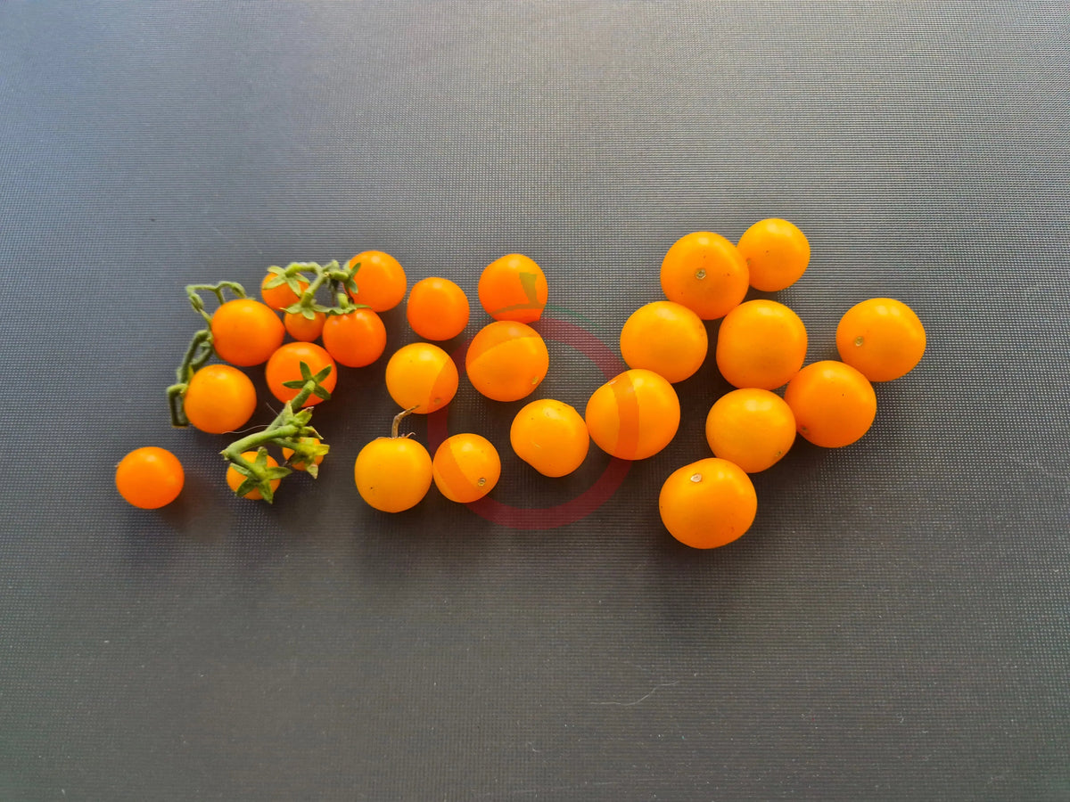 Micro Gemma DER TOMATENFLÜSTERER