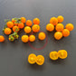 Micro Gemma DER TOMATENFLÜSTERER