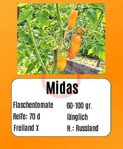 Midas DER TOMATENFLÜSTERER
