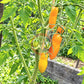 Midas DER TOMATENFLÜSTERER