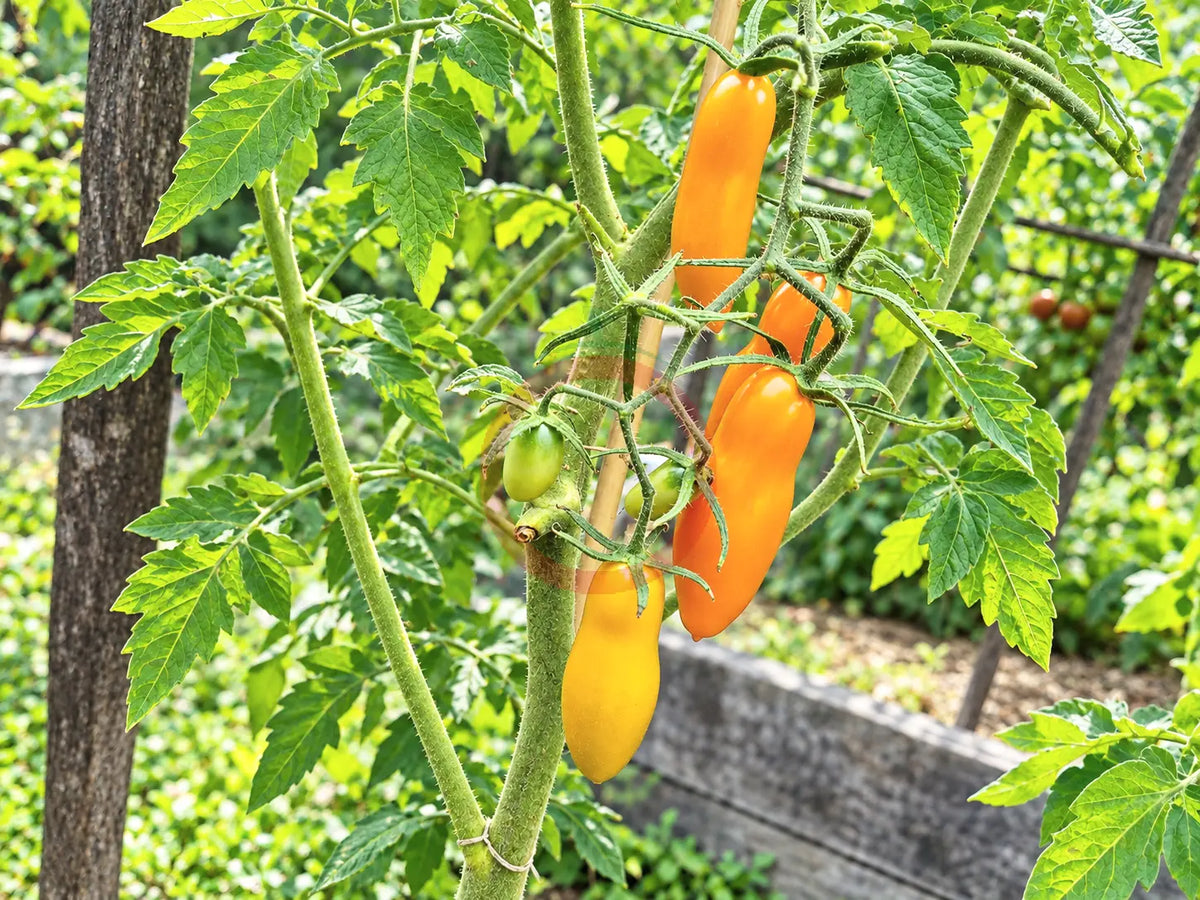 Midas DER TOMATENFLÜSTERER