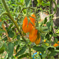Midas DER TOMATENFLÜSTERER