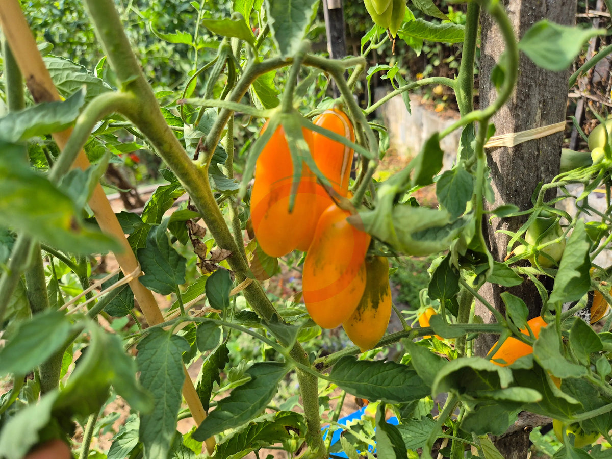 Midas DER TOMATENFLÜSTERER