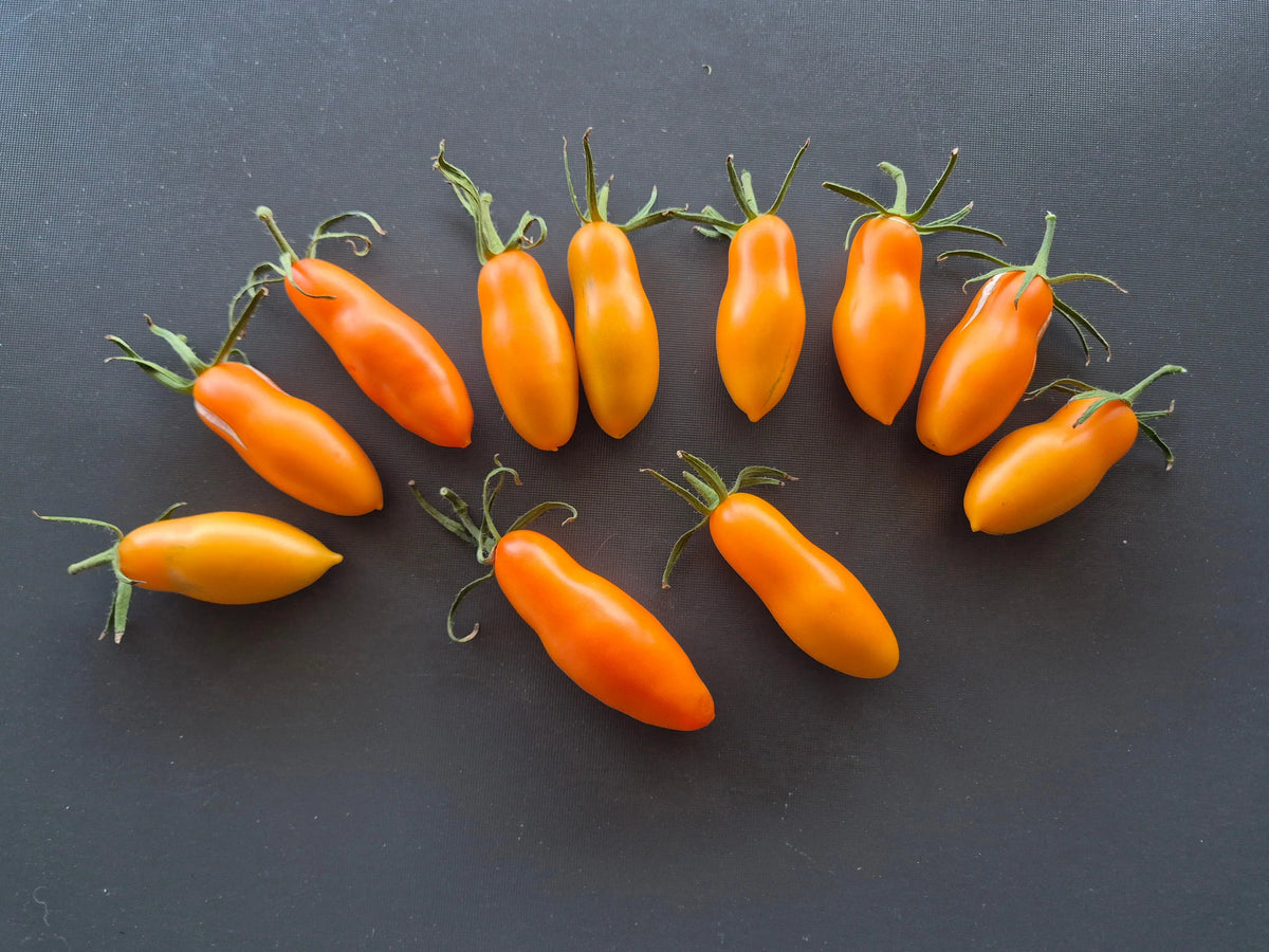 Midas DER TOMATENFLÜSTERER