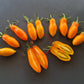 Midas DER TOMATENFLÜSTERER
