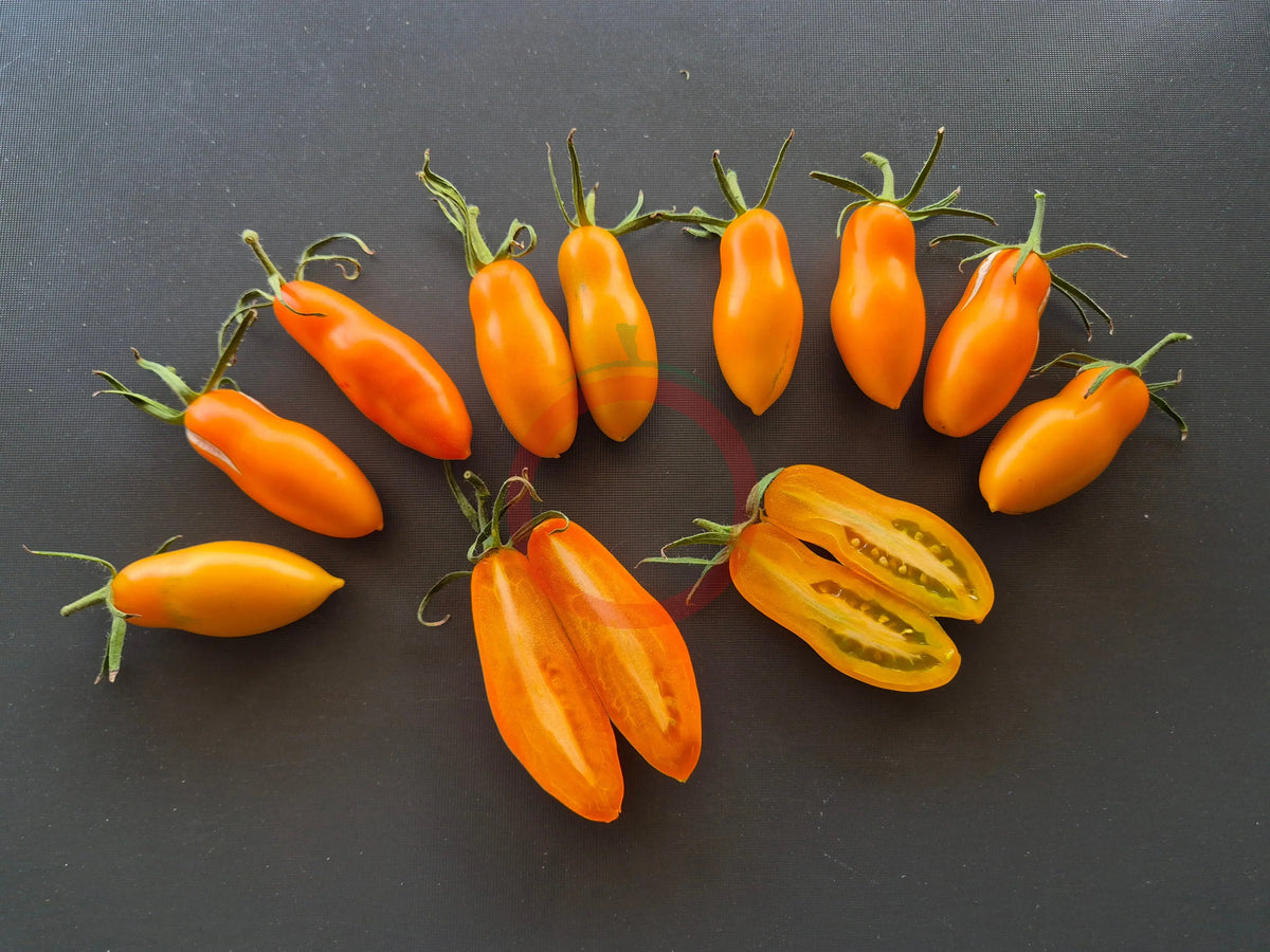 Midas DER TOMATENFLÜSTERER