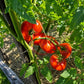 Milkas Red Bulgarian DER TOMATENFLÜSTERER