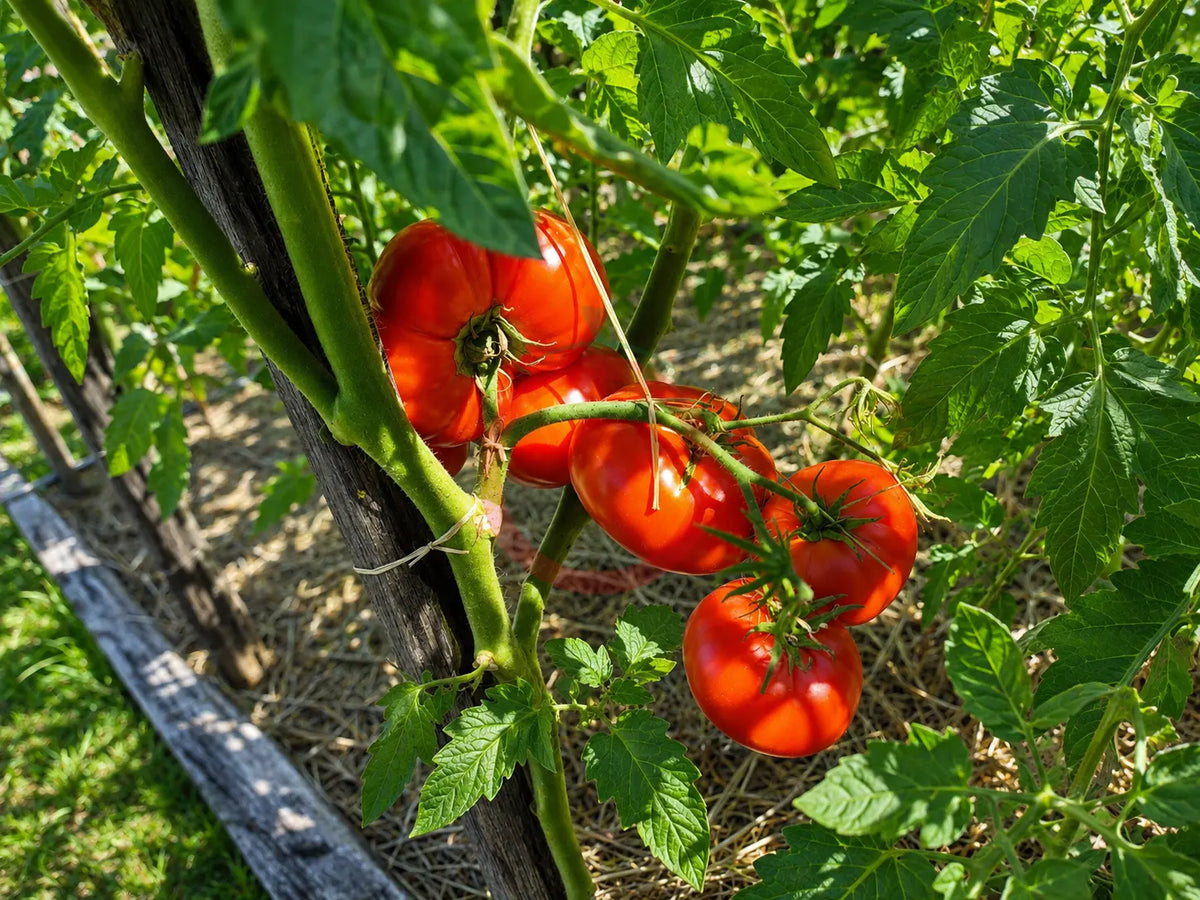 Milkas Red Bulgarian DER TOMATENFLÜSTERER
