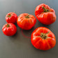 Milkas Red Bulgarian DER TOMATENFLÜSTERER
