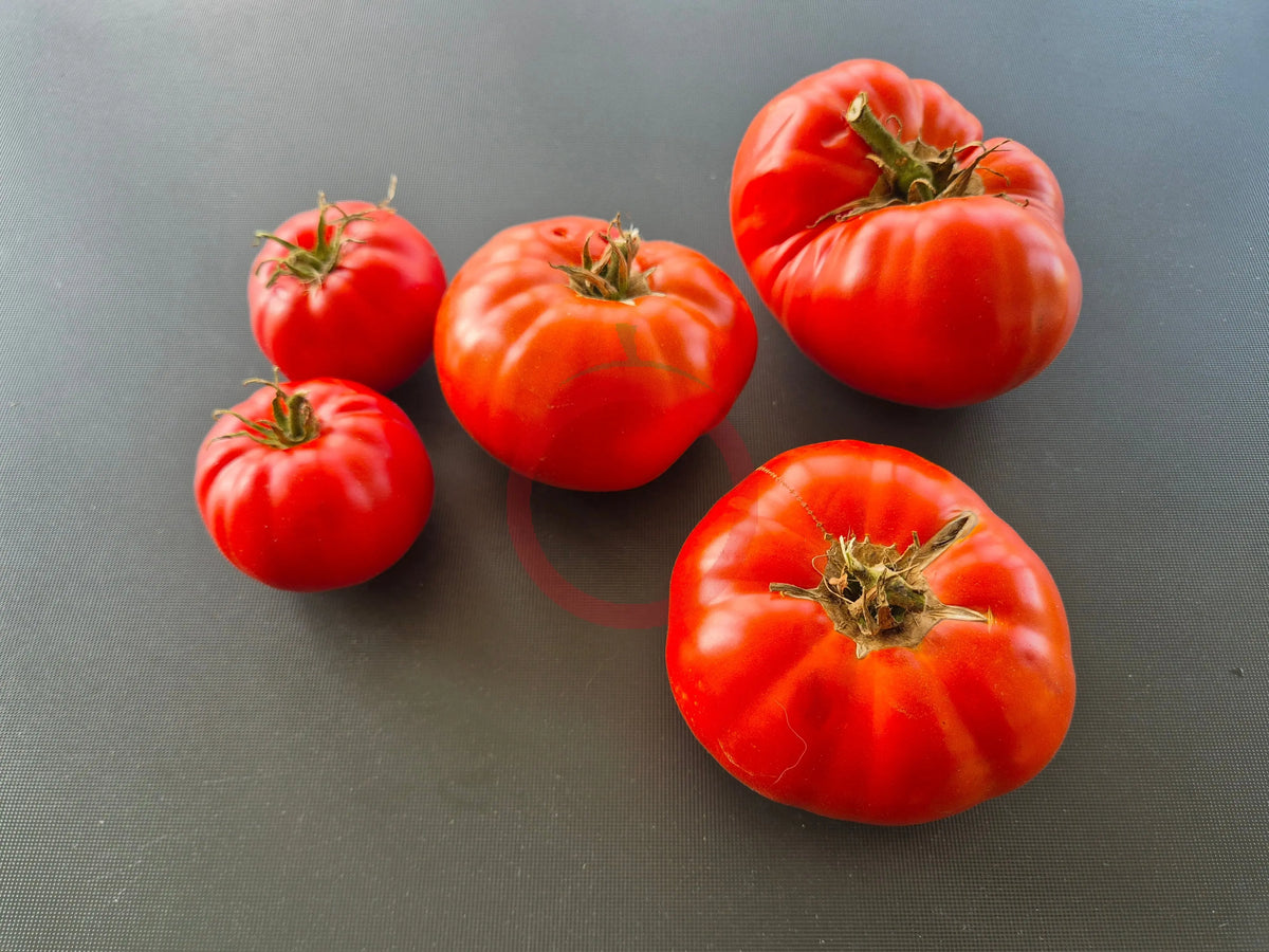 Milkas Red Bulgarian DER TOMATENFLÜSTERER