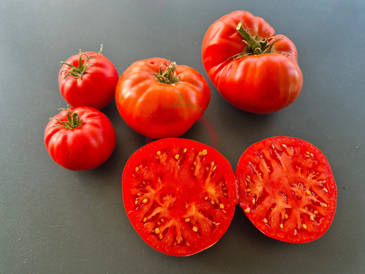 Milkas Red Bulgarian DER TOMATENFLÜSTERER
