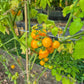 Mirabell DER TOMATENFLÜSTERER