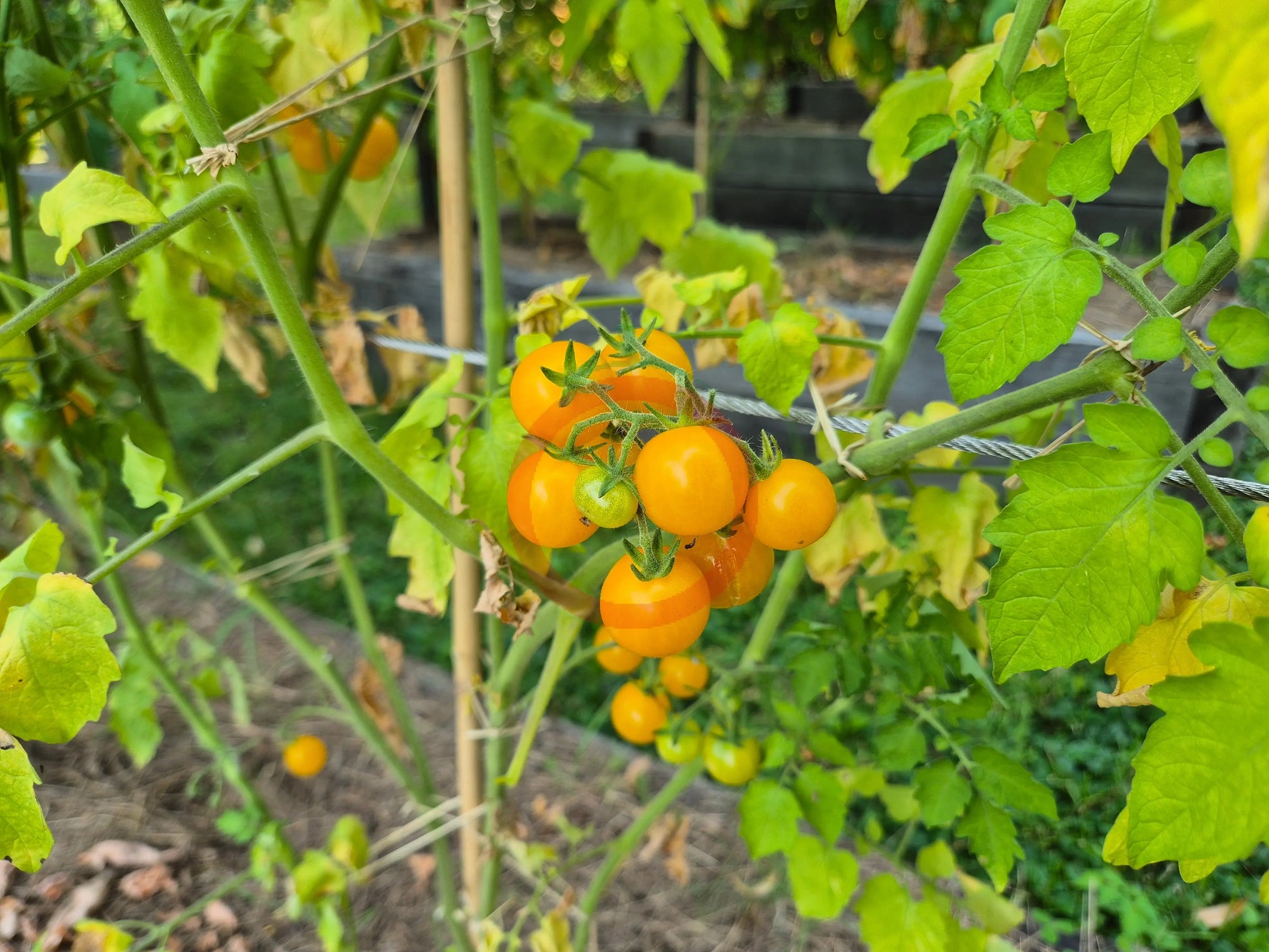 Mirabell DER TOMATENFLÜSTERER