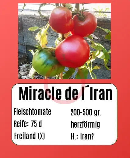 Miracle de l´Iran DER TOMATENFLÜSTERER