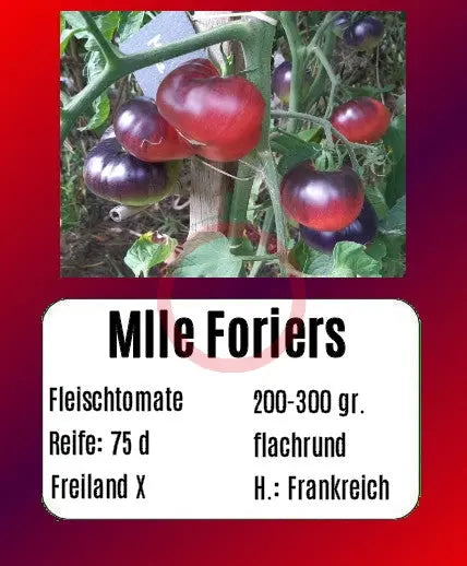 Mlle Foriers DER TOMATENFLÜSTERER