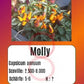 Molly DER TOMATENFLÜSTERER
