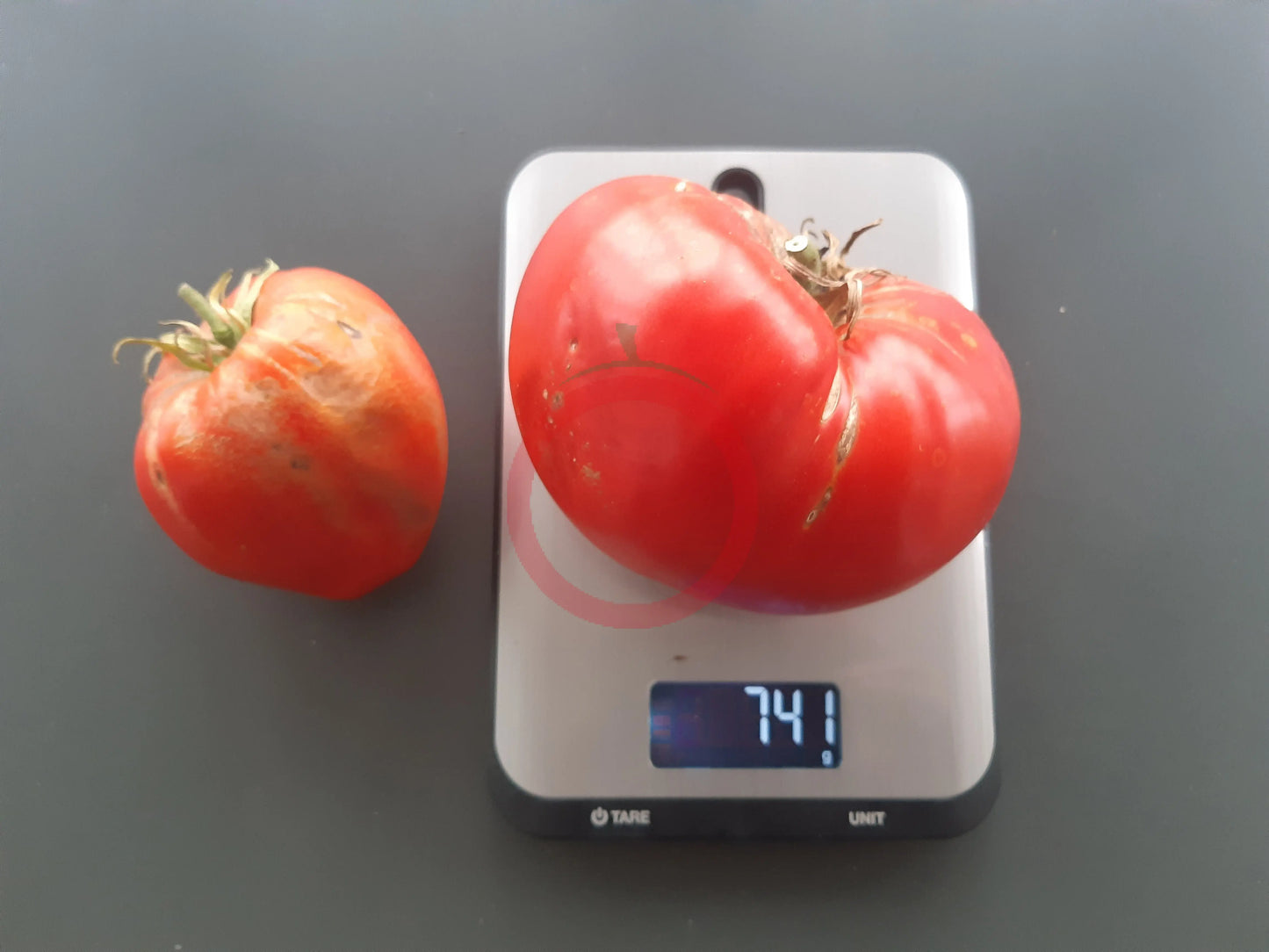 Momini Salzi DER TOMATENFLÜSTERER