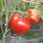 Momini Salzi DER TOMATENFLÜSTERER