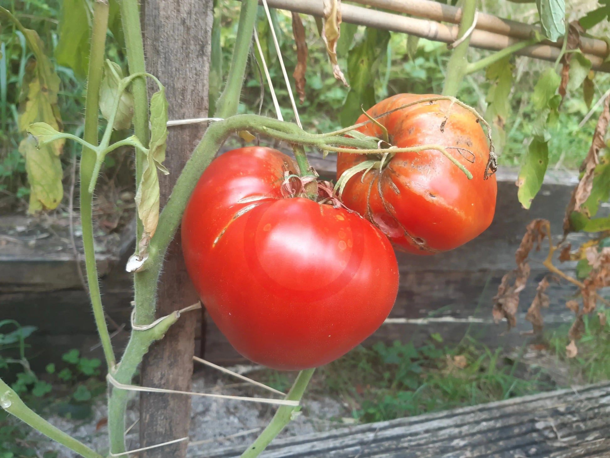 Momini Salzi DER TOMATENFLÜSTERER