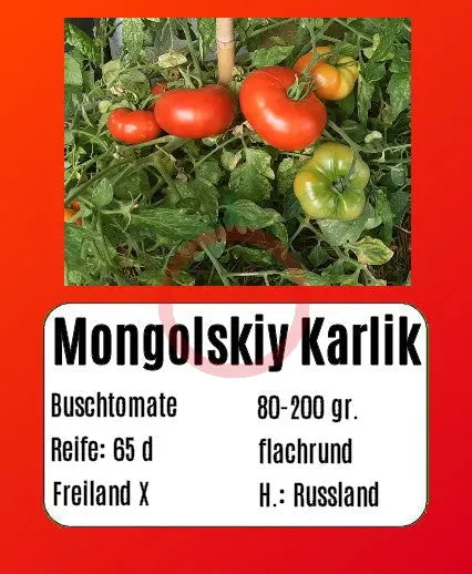 Mongolskiy Karlik DER TOMATENFLÜSTERER