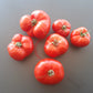 Mongolskiy Karlik DER TOMATENFLÜSTERER