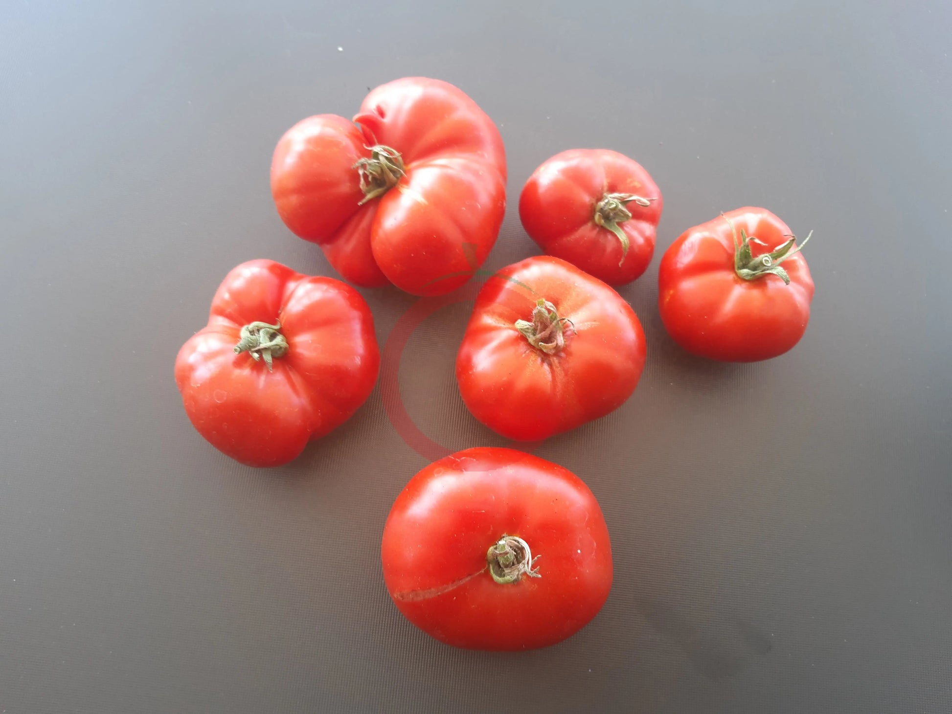 Mongolskiy Karlik DER TOMATENFLÜSTERER