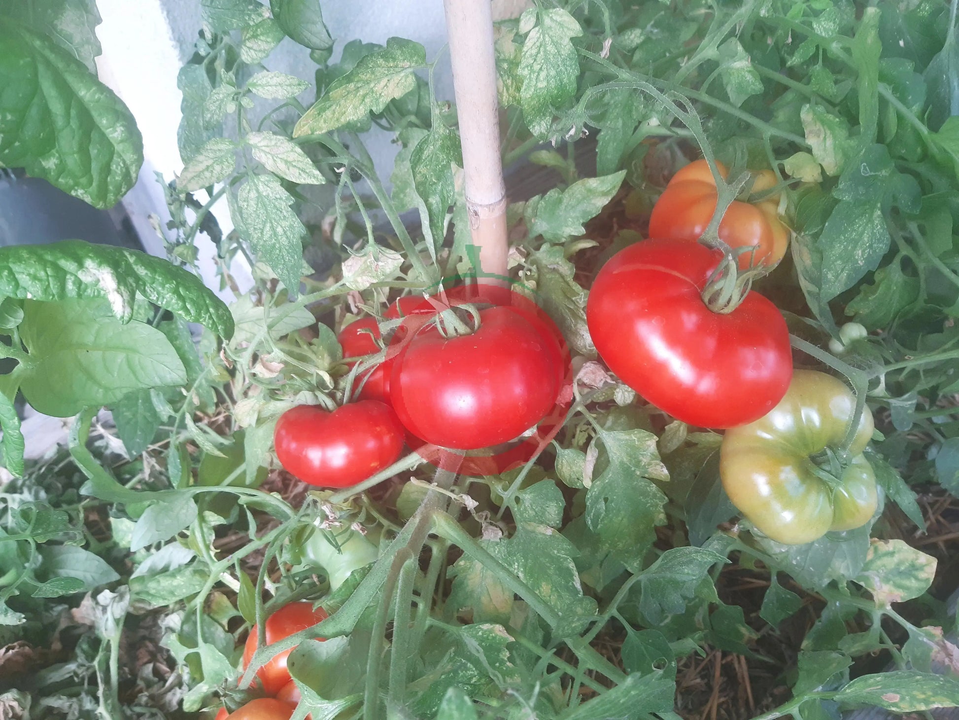 Mongolskiy Karlik DER TOMATENFLÜSTERER