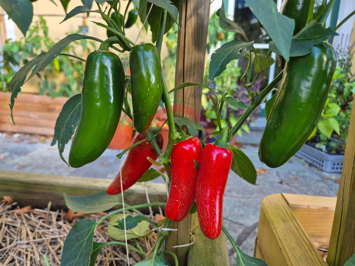 Monster Jalapeno DER TOMATENFLÜSTERER