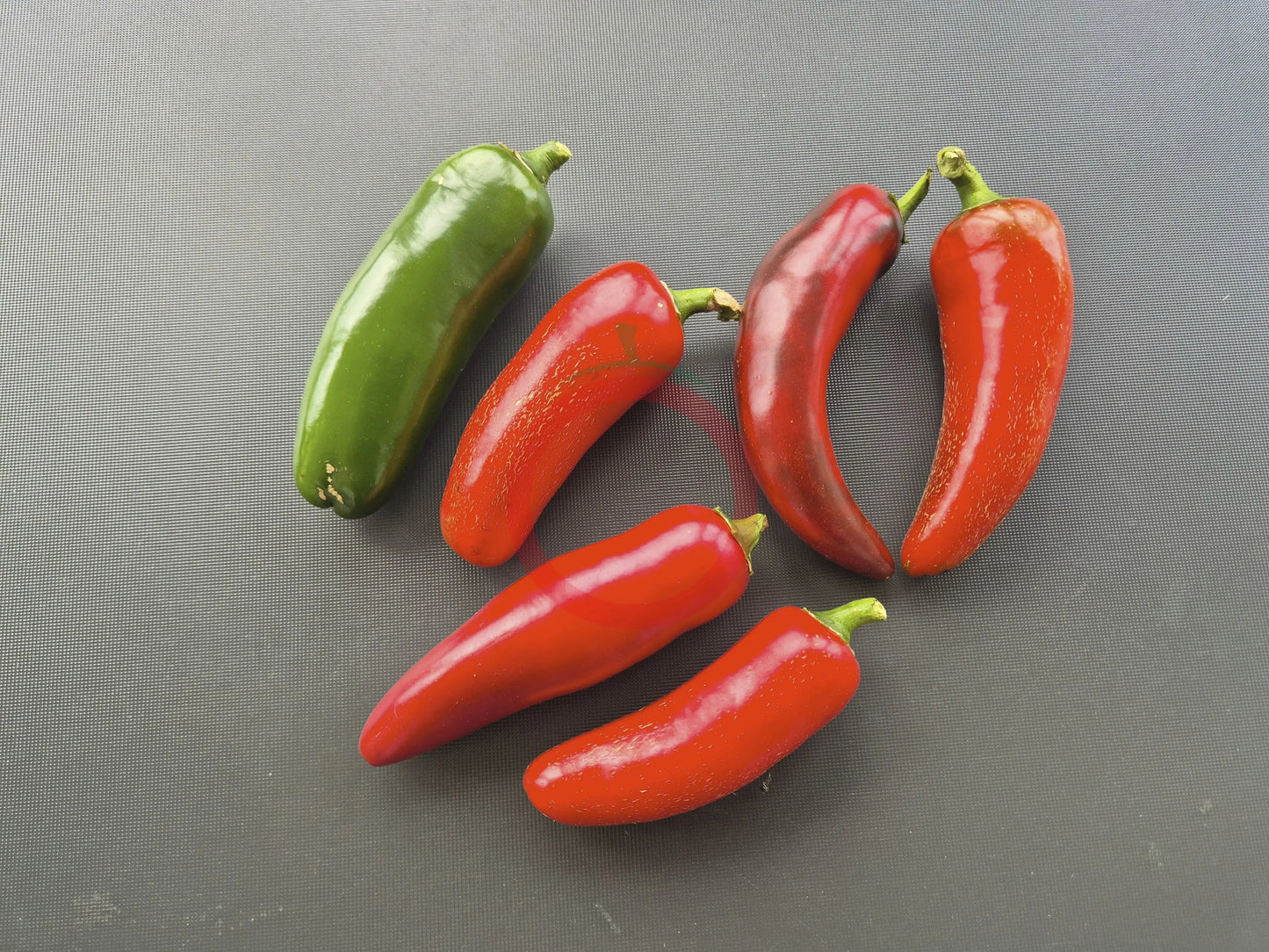 Monster Jalapeno DER TOMATENFLÜSTERER